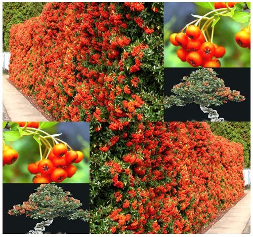 Huifang Neue frische 100 Stück orange Feuerdorn-Fruchtsamen