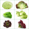 65 pcs salat samen bio - bonsai samen kräutergarten küche kopfsalat pflücksalat,salatsamen,Lactuca sativa, gemüsesamen balkonpflanzen winterhart deko pflanzen seed gemüsebeet hochbeet