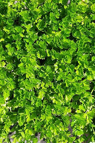 Staudensellerie im 10 er Set, Stauden-Sellerie, Marktfrisch Grün