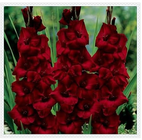 Gladiolenzwiebeln,Viele Blumen,Zwiebelpflanzen,Gladiolen Winterhart Mehrjährig,Winterharte MehrjäHrige Pflanzen,Gladiolen,Pflanzen FüR Alle Jahreszeiten-3zwiebeln-H