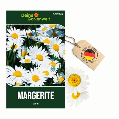 Margerite weiß Samen - Chrysanthemum maximum - Margeritensamen - Blumensamen - Saatgut für 80 Pflanzen – 3er Pack