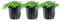 AquaOne Aquarium Pflanze 3 Stück Micranthemum tweediei 'Monte Carlo' I Wasserpflanze Aquariumpflanze Bodendecker voll durchwurzelt einfach pflegeleicht Aquascaping Dekoration