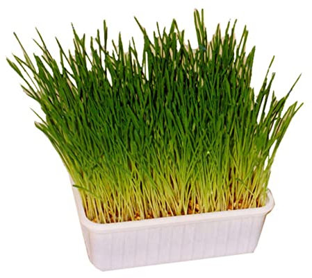 De Boon Katzengras-Samen