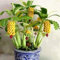 lamphle 100 Pezzi Mini Semi di banano Frutta Deliziosa Giardino Cortile Balcone Semi di Piante Bonsai per piantare Giardini Mini Semi di banano