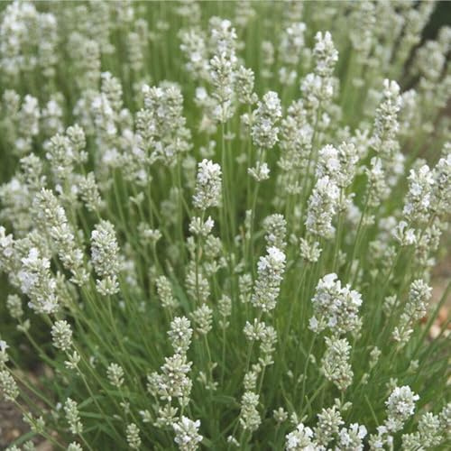 3 Stück Lavandula angustifolia Alba von INTRAGARTEN | duftender und weißblühender Lavendel | winterhart im 9cm Topf