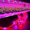 LED Grow Lights, 16.5ft Full Spectrum LED Grow Light with 12V 5A Power Adapter, SMD 5050 Red Blue 4:1 for Indoor Greenhouse Hydroponic Flower Grow Lights