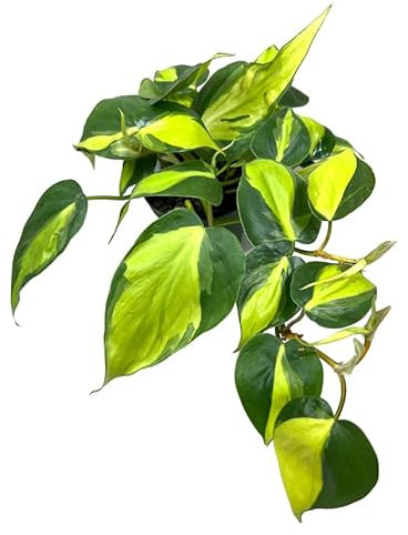 Philodendron Brasil Natural Planta Colgante Resistente y de Riego Moderado