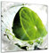 Glasbild - Limette - 30 x 30 cm - Deko Glas - Wandbild aus Glas - Bild auf Glas - Moderne Glasbilder - Glasfoto - Echtglas - kein Acryl - Handmade