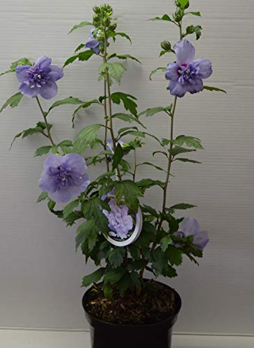 Hibiscus gefüllt blau blühend Hibscus Blue Chiffon - R - 40-60 cm hoch 3 L | Winterhart & pflegeleicht – gefüllte Blüten mit langer Blütezeit, bienenfreundlich für Garten & Beet