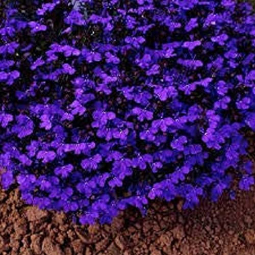 Lobelia Plants, 'Crystal Palace', 20 x Full Plant Pack, Bedding Plants, Lobelia, Garden Ready and Ready to Plant, Premium Quality Flowers