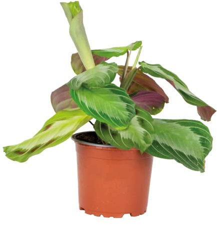 Bloomique - Maranta Silverband - Gebetspflanze - Zimmerpflanzen - Luftreinigend - Höhe 10-15 cm - Topf 12 cm
