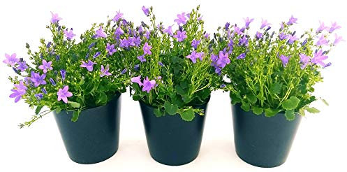 POWERS TO FLOWERS - CAMPANULA CARPATICA BLU, GET ME, 3 PIANTE, piante vere