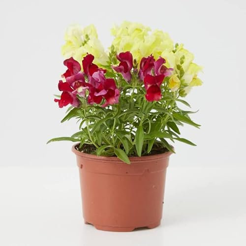 Verdecora Dragonaria | Planta natural de exterior con flor en maceta | Anthirrhinum majus | Boca de León | Planta con flores de colores variados | Mediterranea | Rústica | (Maceta 11cm)