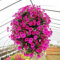 50 Unids Morning Glory Semillas Colgantes Petunia Home Garden Potted Flowers Ornament para Garden Planting