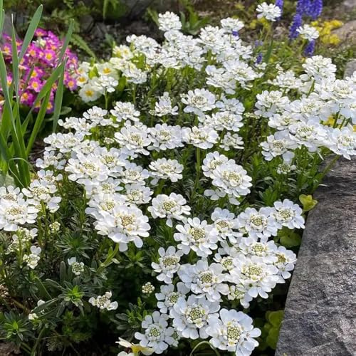 Immergrüne Schleifenblume, blumensamen Iberis amara, für sonnige plätze balkon pflanzensamen seltene 200Samen