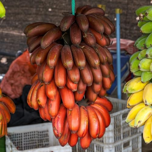 Bananensamen, Bananenbaum, winterharte für garten frisches säulenobstbäume winterharte für balkon säulenobst 60pcs
