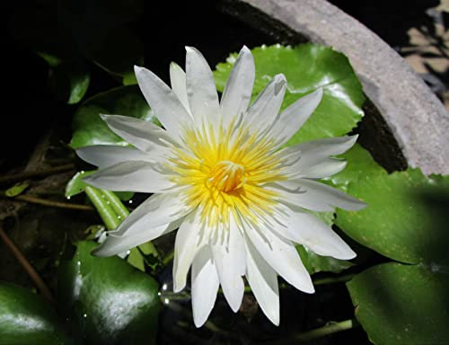 HANSEPUZZLE 103689 - Lotus Puzzle 1000 Teile | Natur Puzzle mit hochwertiger Puzzle Aufbewahrung: Kartonbox und Wieder verschließbarem Beutel | Puzzle-Maße: 60 x 46 cm