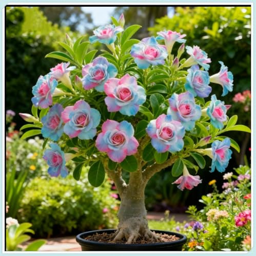 Adenium obesum „Wüstenrose“ – Tropische, exotische Sorte – Mehrschichtige, zweifarbige Blüten – Pflegeleicht für Innen- und Außenbereiche – Robuste Zierpflanze für das häusliche Ambiente-1 PCS-F