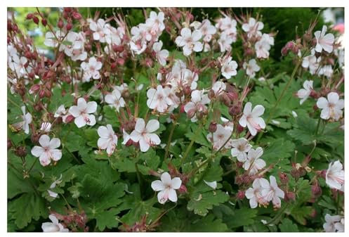 10 x Geranium macrorrhizum 'Spessart' (Winterhart/Stauden/Staude/Mehrjährig/Immergrün) weißer Balkan Storchenschnabel/Storchschnabel - Langlebig, duftend und wunderschön - von Stauden Gänge