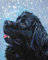WANGMAOMAO Peinture par Numéro Adulte Chien de Terre-Neuve dans la neige 40x50cm Bricolage Tableau Peindre par Nombre pour Enfants Jouets à peindre cadeaux peints à la mainHome Decor-avec cadre