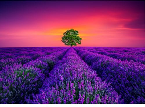 Jigsaw Puzzles for Adults 1000, Puzzles for Adults, Challenging Puzzles, Puzzle Game for The Whole for Women, Gifts for Men, Theme:Provence Lavender