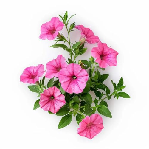 500 Graines de Pétunia Nain Rose