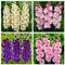 Bulbi di giacinto/Piante di giacinto/Muscari/piccoli e carini/Decorazione del balcone/Piantagione in giardino-f-8 bulbi