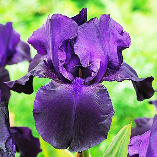 COOTO Garden 1x Iris rhizom Gartenblumen Schwertlilie winterhart Dekorative pflanzen Iris pflanze Germanica Matinata