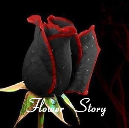 20 Black Rose Seeds - with red edge, rare color, popular garden seeds perennial bush or bonsai flower