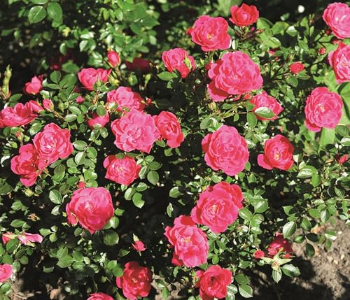 Dehner Zwergrose Hobby®, pinke Blüten, 15-30 cm exkl. Pflanztopf, 4 l Topf | Rosa-Hybride, Züchter Tantau, gefüllte nicht-duftende Rose, Blütezeit von Juni bis Oktober