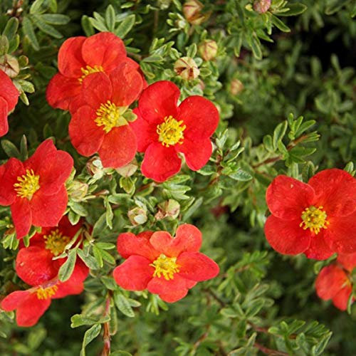 Fingerstrauch 'Marian Red Robin' - Potentilla Fruticosa Marian Red Robin (= 'Marrob') - 25-30 cm Topf - Rote Blüten