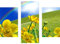 decorwelt | Dreiteiliges Wandbild 3 Teilig Acrylglasbilder Acryl Glasbild Blumen Gelb 90x70 cm Wandbilder Wohnzimmer Esszimmer Deko Wanddeko