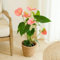 Fleurs et Délices - Orchidée Anthurium - Plante d'intérieur - Avec cache-pot - Décoration d'intérieur - Cadeau Fleuri - Fabrication Française Artisanale de Qualité - Cadeau à Offrir