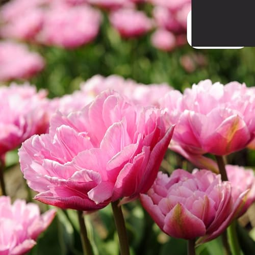 Tulpenzwiebeln Columbus | 20 Stück | Rosa-weiße Doppel-Pio-Tulpe - 30-50cm - Ø5cm - Blumenzwiebel - Gartenpflanze
