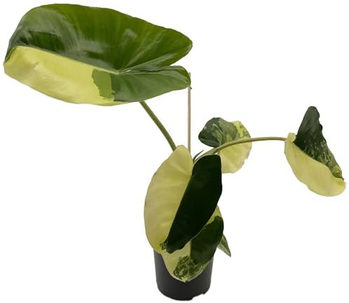 Fangblatt - Philodendron 'Burle Marx' variegata - kletternder Baumfreund im Ø 9 cm Topf - rankende Grünpflanze mit panaschierten Blättern