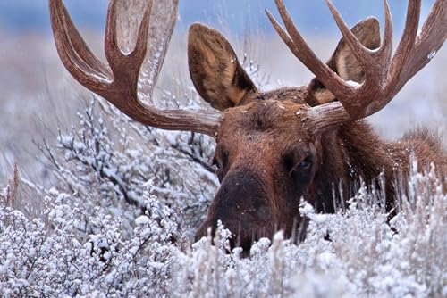 Puzzle 1000 Teile für Erwachsene Versteckter Elch Großes Geweih Rack Stier Elch Versteckt im Schnee Staubig Salbeipinsel Wildtier Natur Foto Holzpuzzle Spielzeug Spiele für Zuhause Familie