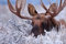 Puzzle 1000 Teile für Erwachsene Versteckter Elch Großes Geweih Rack Stier Elch Versteckt im Schnee Staubig Salbeipinsel Wildtier Natur Foto Holzpuzzle Spielzeug Spiele für Zuhause Familie