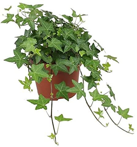 Hiedra de Interior Planta Natural Hedera Helix 20cm Planta de Interior