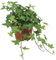 Hiedra de Interior Planta Natural Hedera Helix 20cm Planta de Interior