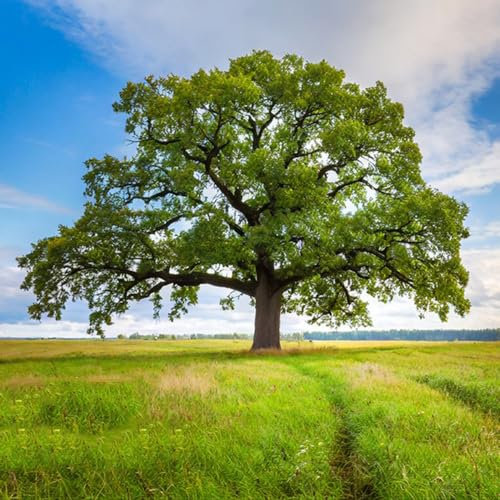 3 Pcs Eiche Samen Kaufen - Quercus Palustris - Minigarten, Bonsai Baum Echt Eiche Baum Samen, Bodendecker, Zimmerpflanzen Echt Samen Pflanzen Samen, Bäume Pflanzen Gartenpflanzen Winterhart