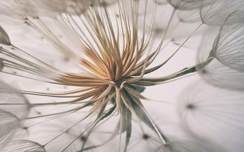 UNIK Nordic Vliestapete, BxH 150x250 cm, Löwenzahn Dandelion, Tapete Natur, Fototapete Wohnzimmer und Schlafzimmer, XXL Premium Wohntapete, Wandtapete Gräser Hell, Boho Designtapete Made in Germany