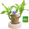 Generisch Brasilianisches Glücksholz Glücksbambus Lucky Bamboo Pflanze Deko