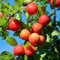 Pflaumenbaum - Prunus domestica Victoria - Obstpflanze - Rote Pflaume - Topf 21cm Höhe 90cm