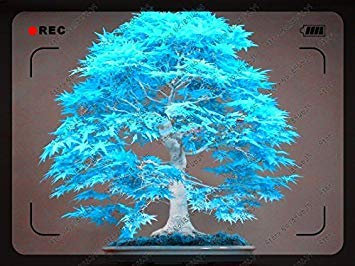 Vistaric 50 teile/beutel blau ahornbaum samen seltene Kanada bonsai Lila Ahorn Bonsai Pflanzen Bäume für blumentopf pflanzer