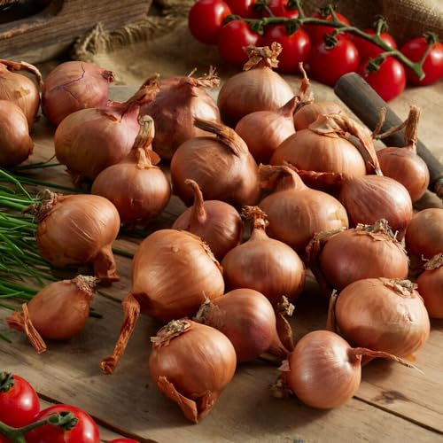 Shallot Steckzwiebeln Biztro (500 gr) - Frühlingszwiebeln Winterhart - Hoher Qualität aus Holland (kein Samen) - Mild scharfe Gemüsezwiebel - Steckzwiebel größe 14-21 mm