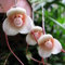 Portal Cool Neue 10 Stücke Orchidee Samen Schöne Pflanze Blumengarten Seltene Affengesicht