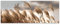 Poster Boho Pflanzen Beige Feld - 120x45 cm Panorama Querformat - OHNE RAHMEN XXL Wandposter Kunstdruck Fotoposter Wandbild Wandbilder Wand Bild auf Poster Wohnzimmer Schlafzimmer Küche