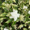 150 pcs Liguster Samen - Ligustrum lucidum - hochbeete für garten, balkon pflanze Ligusterhecke Immergrün gärtnern spezielle samen pflanzensamen geschenk, winterharte pflanzen bodendecker