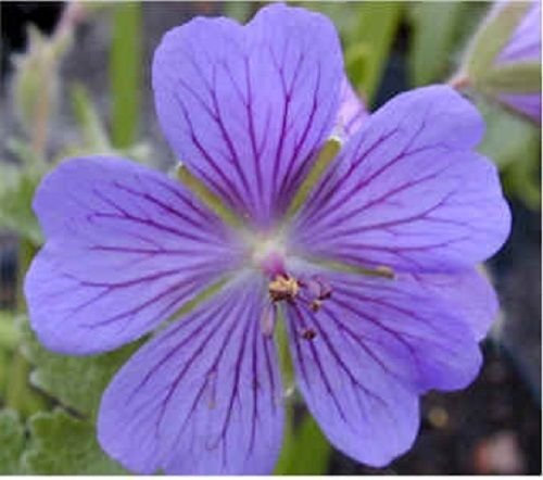 60 + Geranie PUSILUM Blaue Orchidee geranio semi di Fiori
