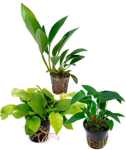Kit Selezione Anubias: 3 Piante Acquatiche Facili da Curare - Ideale per Principianti e Acquari di Ogni Tipo